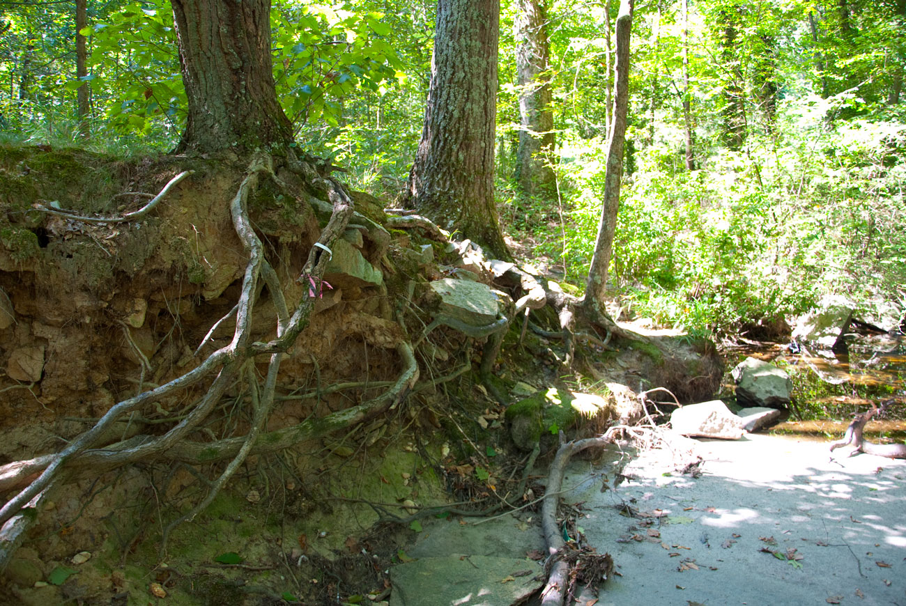 Eroded banks and exposed roots are a common site along Reedy Creek. Storm water builds up velocity in a concrete channel upstream, and the force of it wreaks havoc downstream.